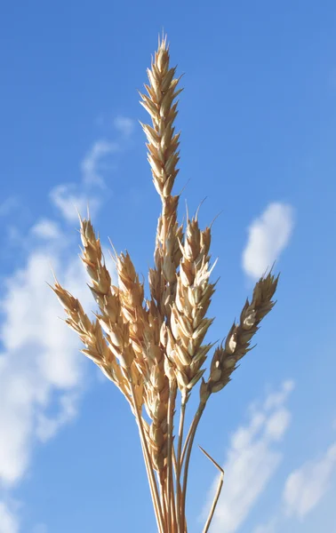 Spike wheat — Stock Photo, Image