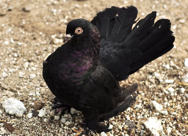 Krásné černé holubice — Stock fotografie