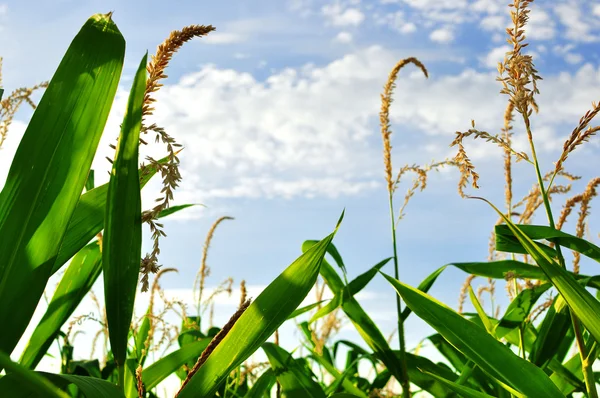 Grünes Feld mit jungem Mais — Stockfoto