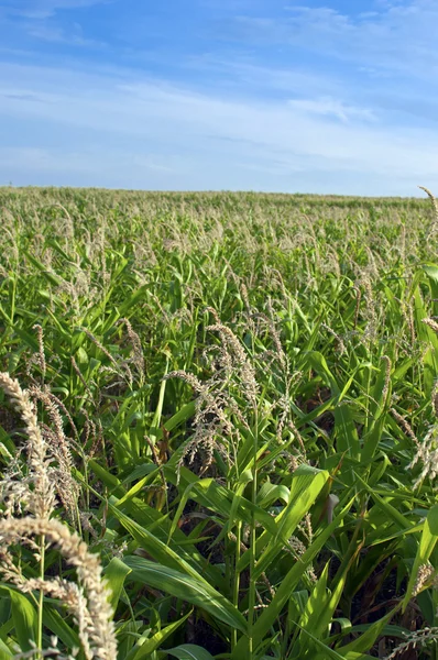 Кукурудзяне поле наприкінці літа — стокове фото