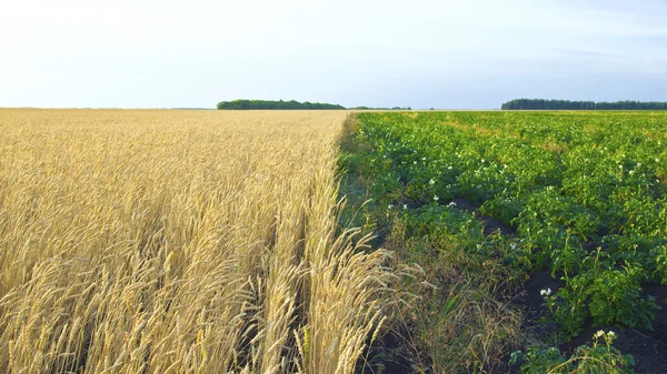 Potato and wheat fields — Stock Photo, Image