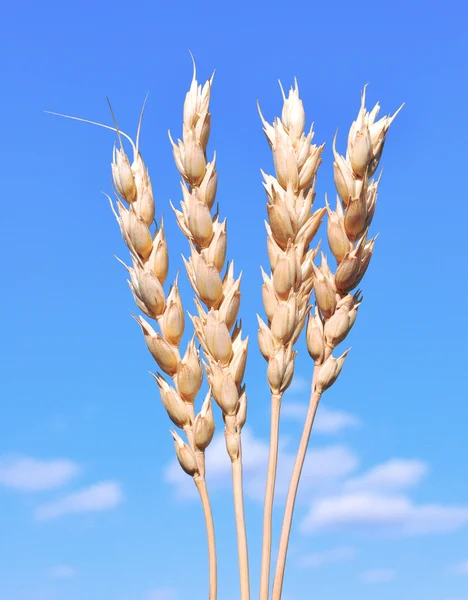 Ears of wheat against the blue sky — Stock Photo, Image