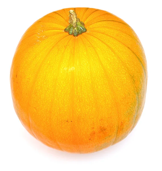 stock image Big ginger pumpkin