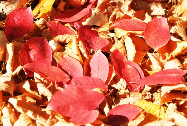 Autumn backgrounds — Stock Photo, Image