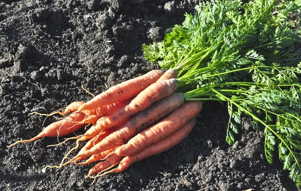 Gros plan de la jeune carotte fraîche — Photo