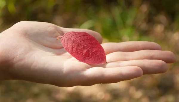 Czerwony liść w ręku kobiet — Zdjęcie stockowe