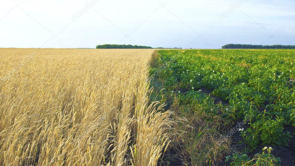 Potato and wheat fields