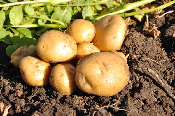 Vers aardappelen — Stockfoto