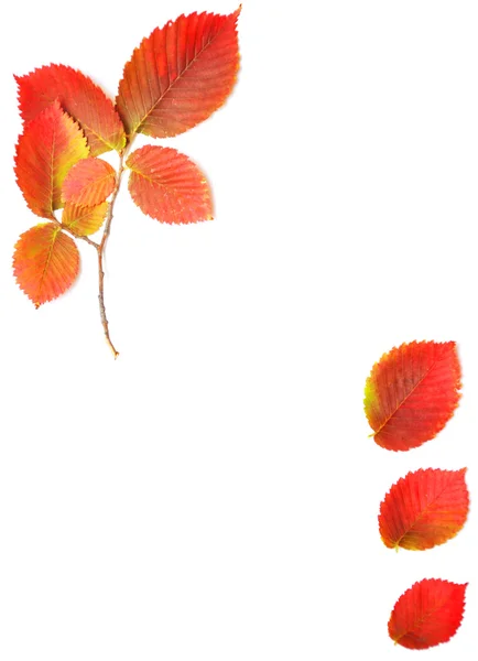Herbstblätter rahmen Ihren Text ein — Stockfoto