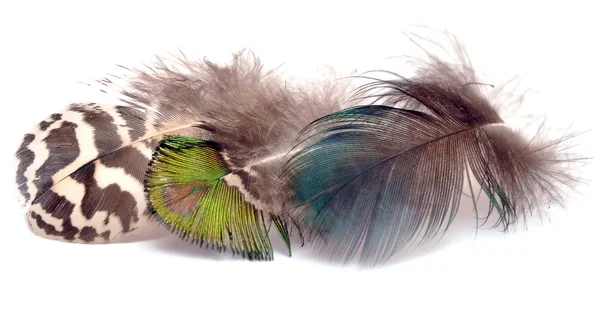 새 깃털 — 스톡 사진