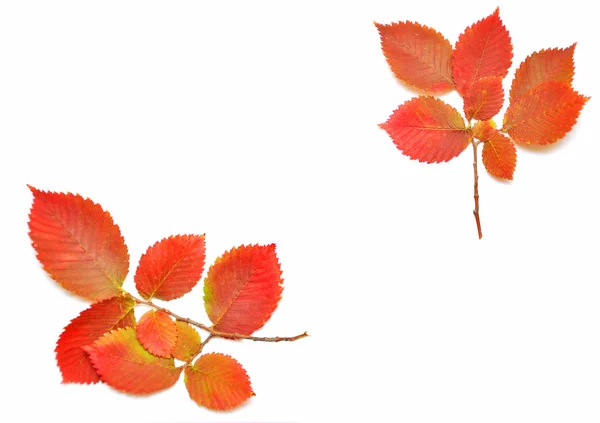 Jesienne liście ramki tekstu — Zdjęcie stockowe
