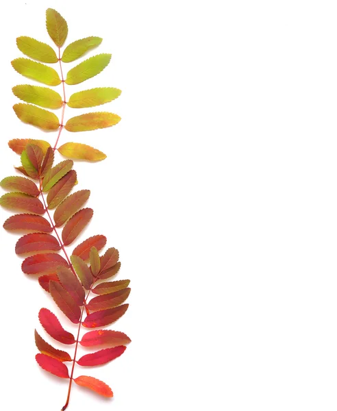 텍스트 프레임을 나뭇잎 — 스톡 사진