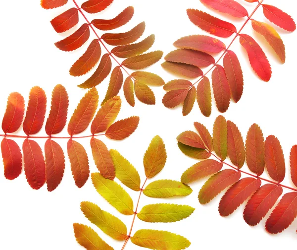 Leaves frame for your text — Stock Photo, Image