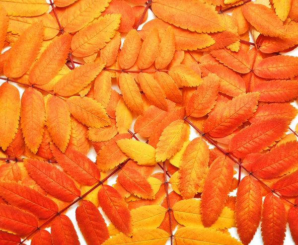 Hojas de otoño rowan —  Fotos de Stock