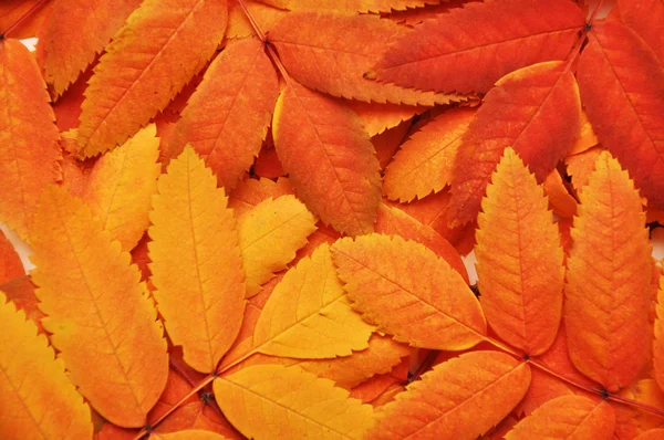 Herbstblätter — Stockfoto