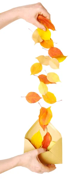 Autumn leaves falling — Stock Photo, Image