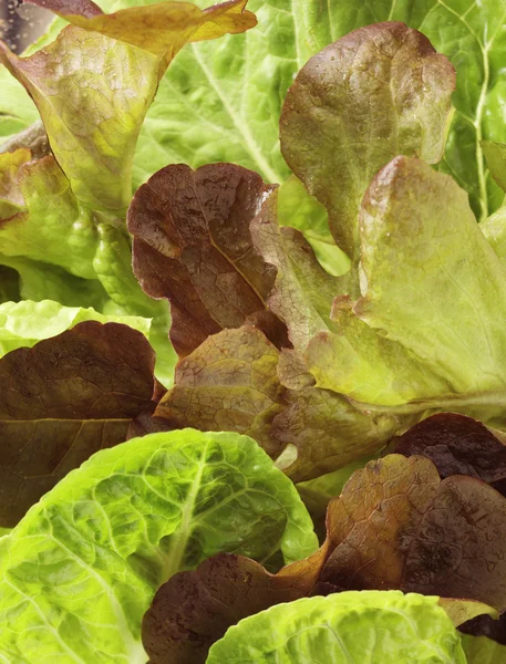 Primer plano de lechuga # 1 — Foto de Stock