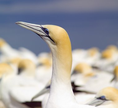 Avustralya gannet