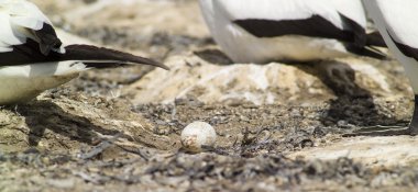 gannet yumurta