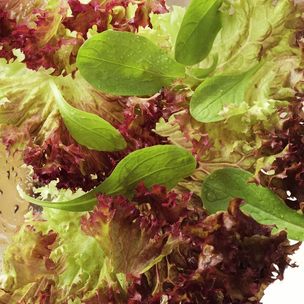 Lettuce close-up #4 — Stock Photo, Image