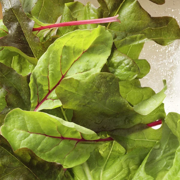 Lettuce close-up — Stock Photo, Image