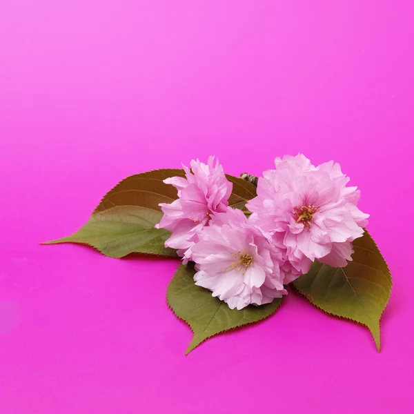 Flor de cerezo # 2 —  Fotos de Stock