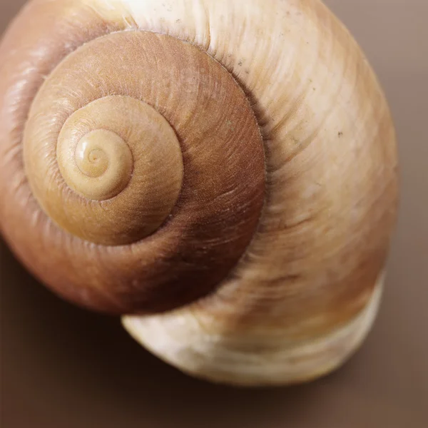 Shell marrón — Foto de Stock