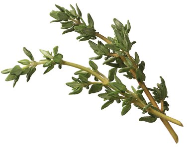 Sprig of thyme clipart