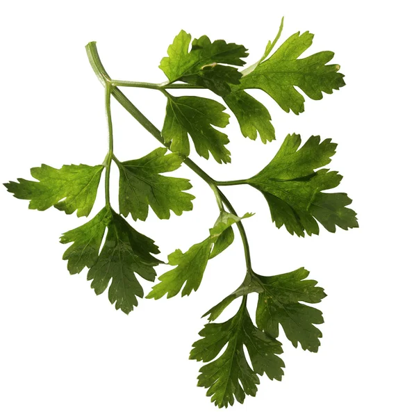Sprig of parsley — Stock Photo, Image