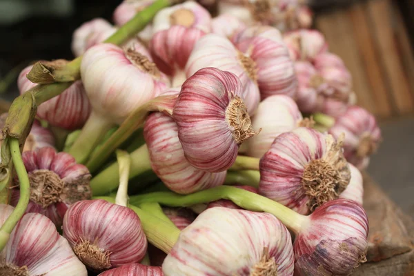 stock image Bunch of fresh garlic
