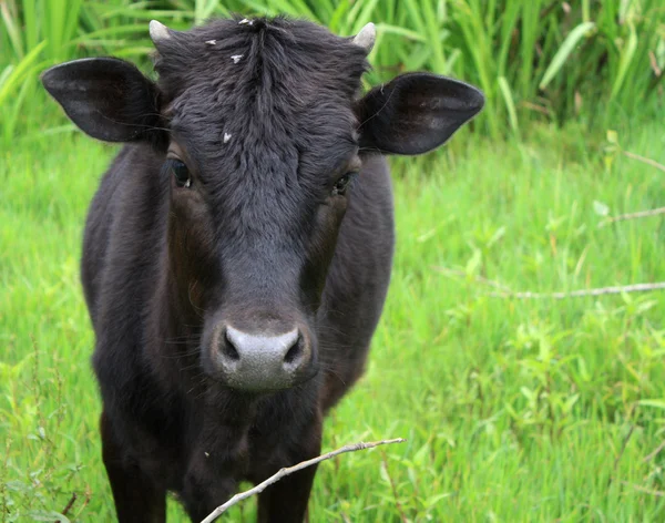 stock image Cow close-up in the Farm