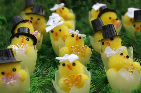 Wedding of chickens on Easter — Stock Photo, Image