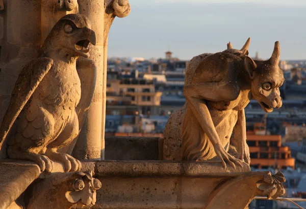 Gargoyles of Notre Dame — Stock Photo, Image
