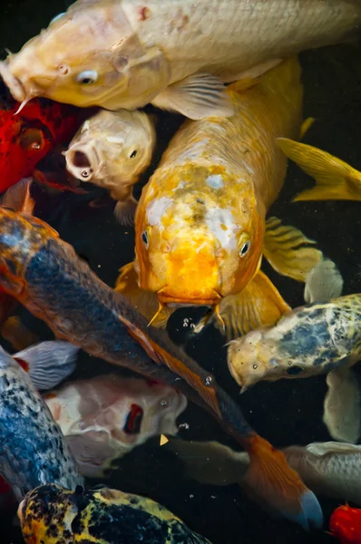Koi peces en el agua, vista de ángulo alto — Foto de Stock