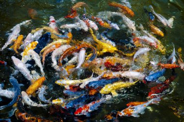 Koi fish in water, high angle view clipart