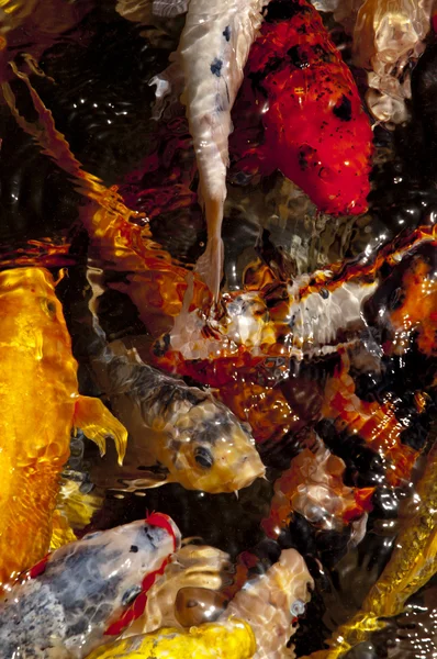 Koi fisk i vatten, hög vinkel Visa — Stockfoto