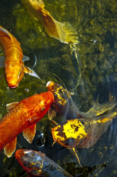 Koi fish in water, high angle view — Stock Photo, Image