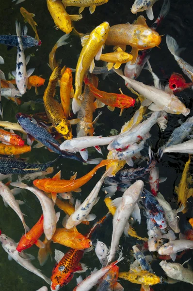 Кои рыба в воде, высокий угол зрения — стоковое фото
