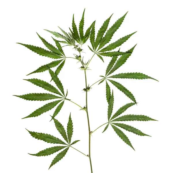 stock image Hemp