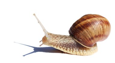 Snail clipart