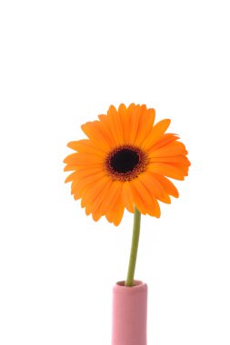 Gerbera