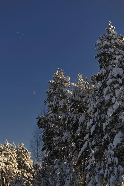 Árvores de inverno e céu — Fotografia de Stock