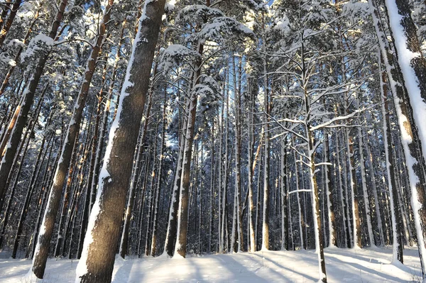 Paisaje invierno —  Fotos de Stock