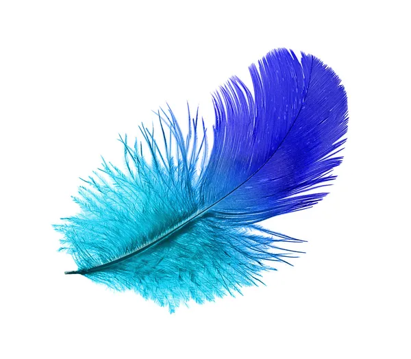 Feather of the blue bird — Stock Photo, Image