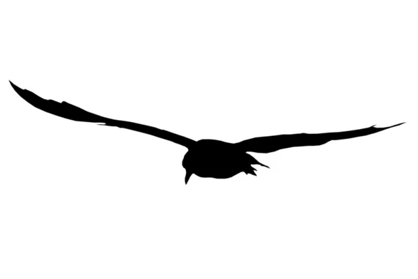 stock image Silhouette of a gull