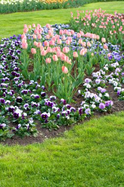 birçok laleler ve açık alanda Hercai Menekşe