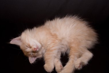 Kurilian bobtail