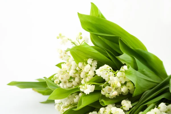 stock image Lily of the valley