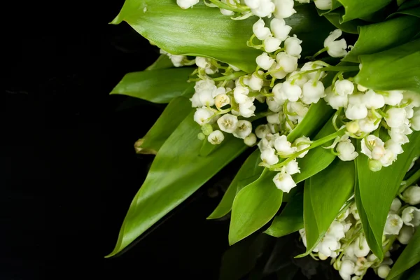 stock image Lily of the valley