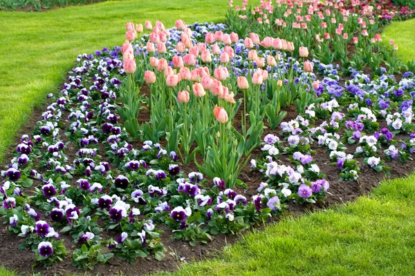 stock image Many tulips and pansies on the field outdoor